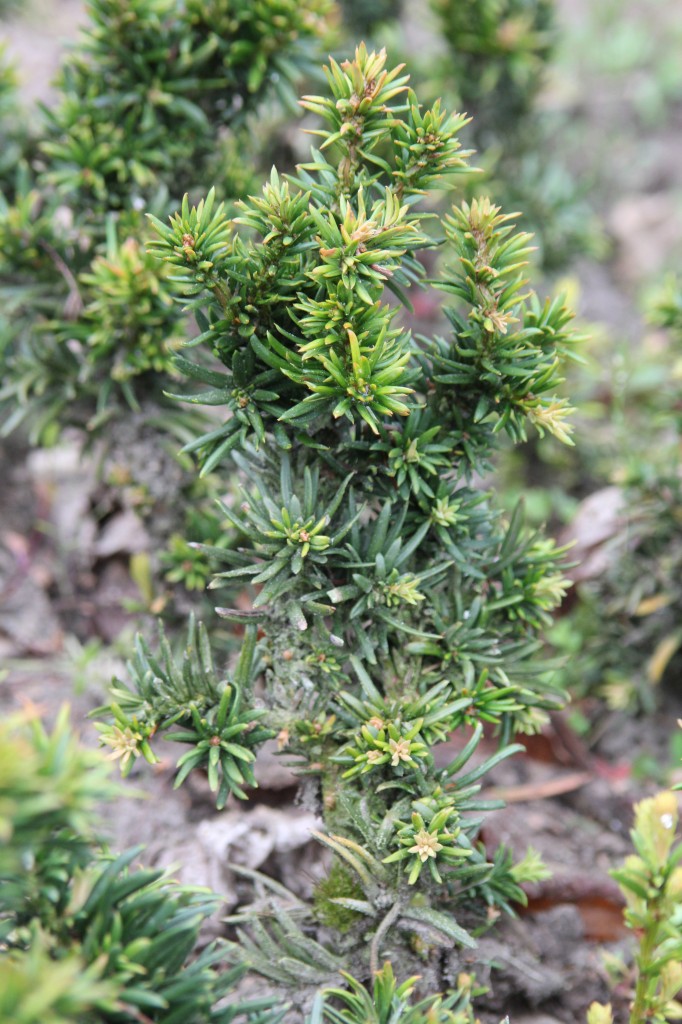 taxus-baccata-cristata-6821024  -     PlantShip