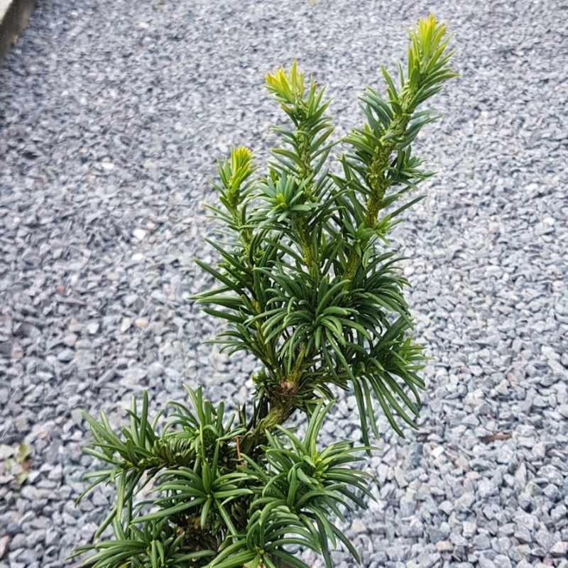 thuja blaue scheinzypresse Scheinzypresse - Chamaecyparis lawsoniana Columnaris