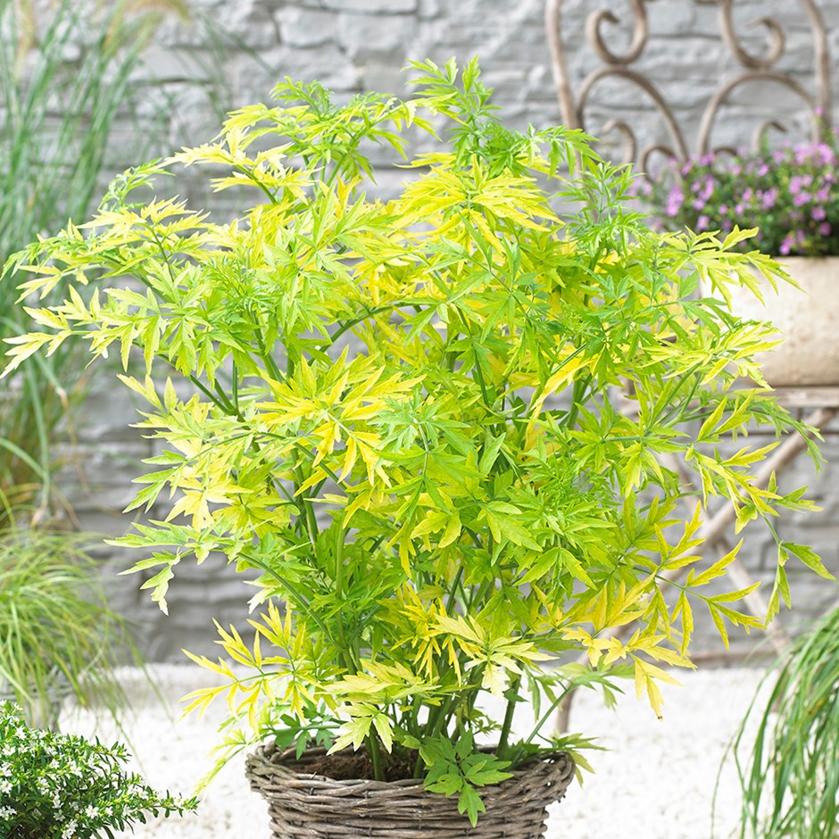 sambucus-nigra-golden-tower