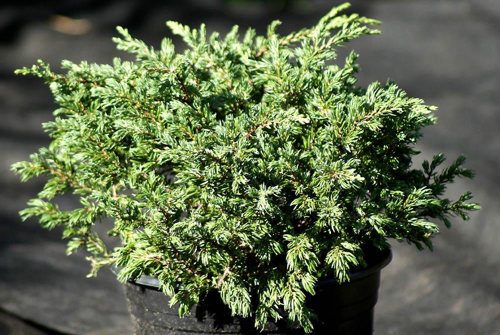 juniperus-communis-effusa