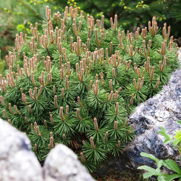 pinus-mugo