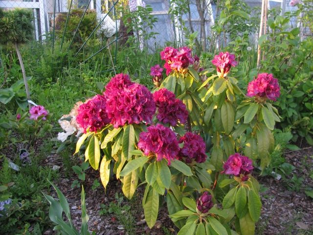rhododendron buchsbaum Zwerg