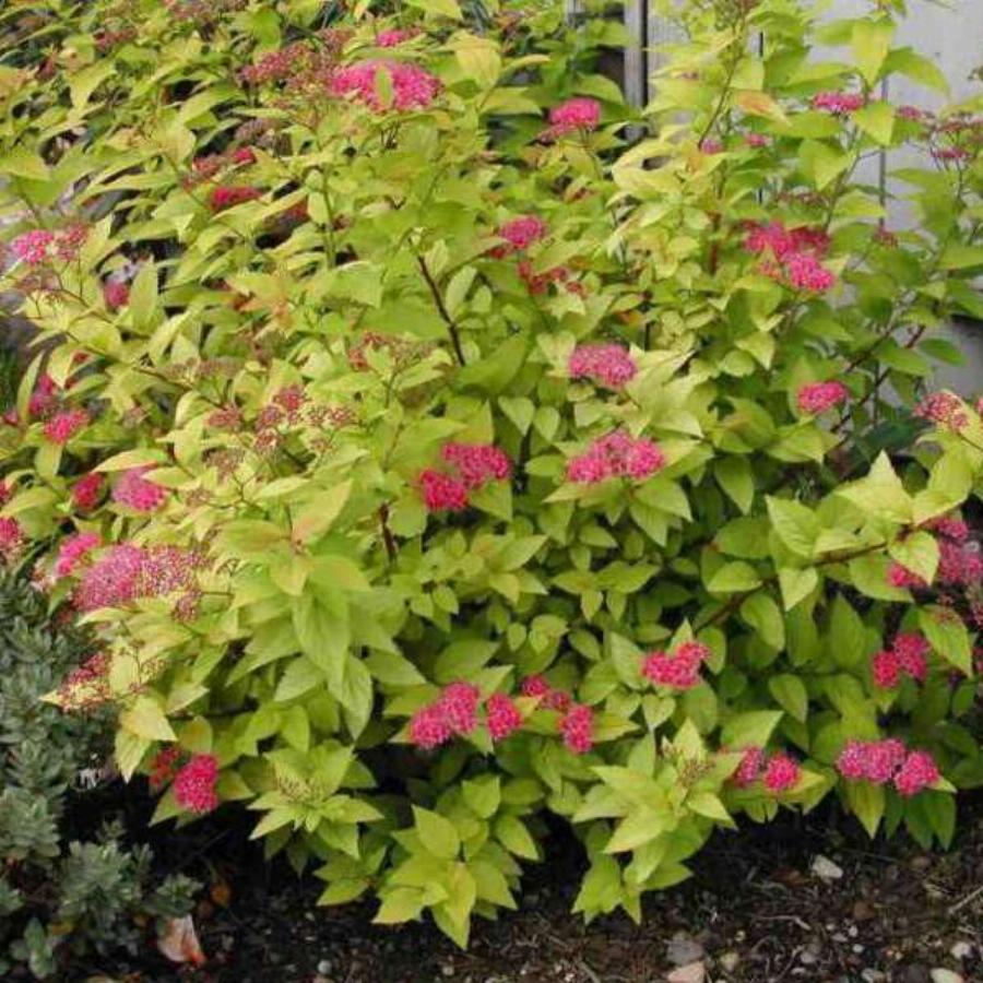 spiraea-japonica-candlelight