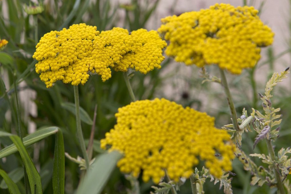 achillea-filipendulina-cloth-of-gold