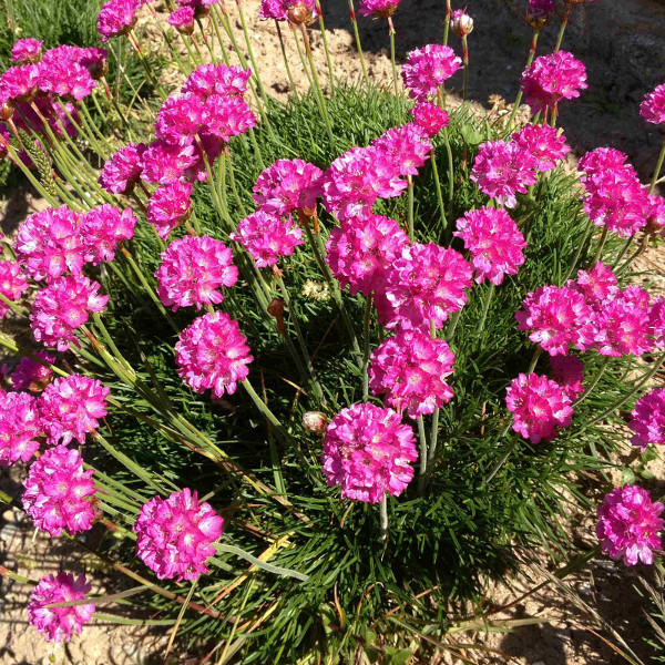 armeria-maritima-abbey-deep-rose