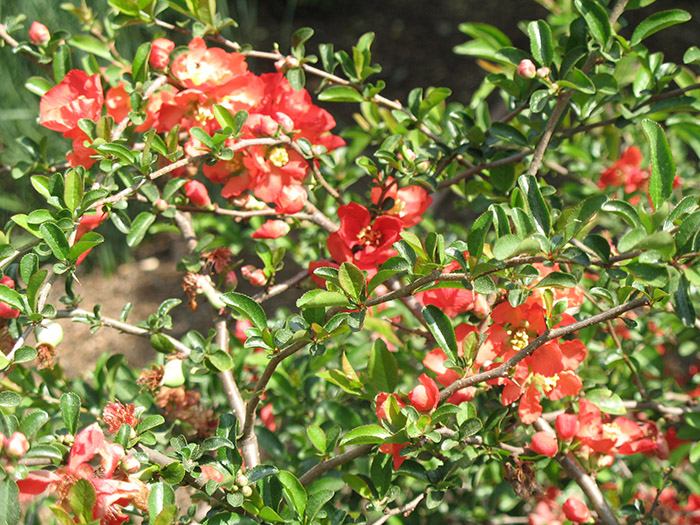Chaenomeles superba Texas Scarlet Chaenomeles superba Texas Scarlet