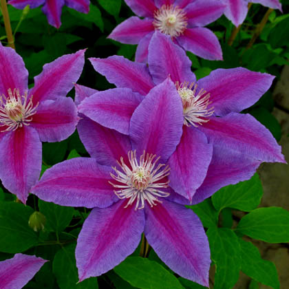 clematis-dr-ruppel