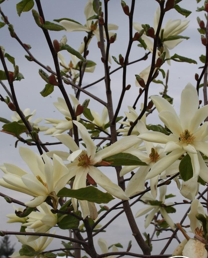 magnolia-gold-star
