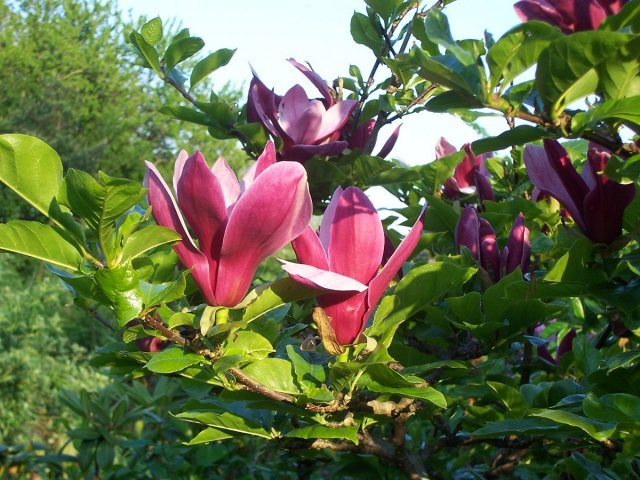 magnolia-liliiflora-nigra
