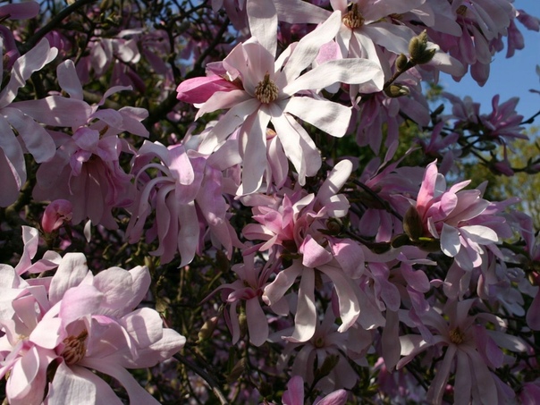 magnolia-loebneri-leonard-messel
