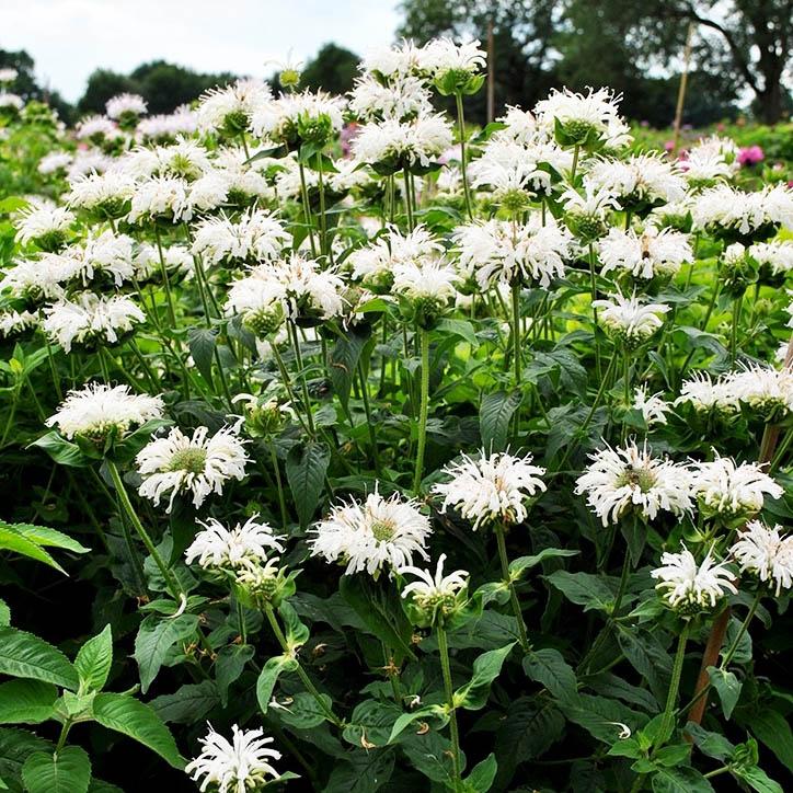 monarda-didyma-bee-bright