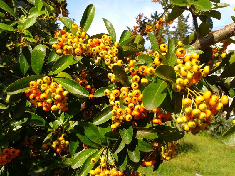 pyracantha-coccinea-soleil-dor