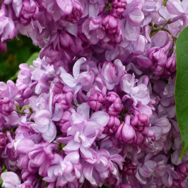 syringa-vulgaris-general-pershing