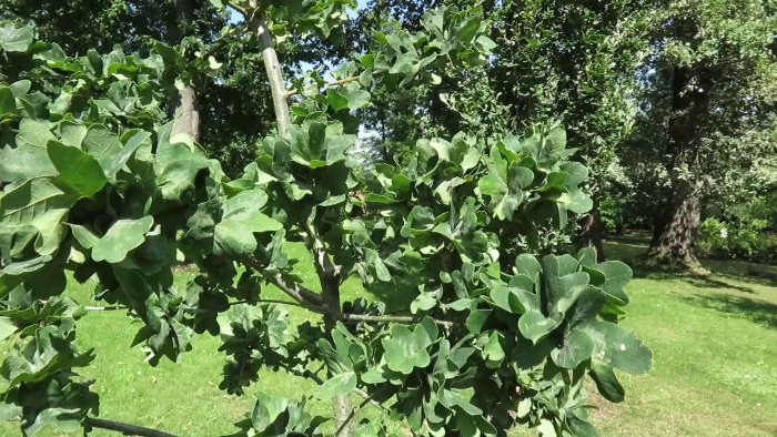 quercus-robur-facrist