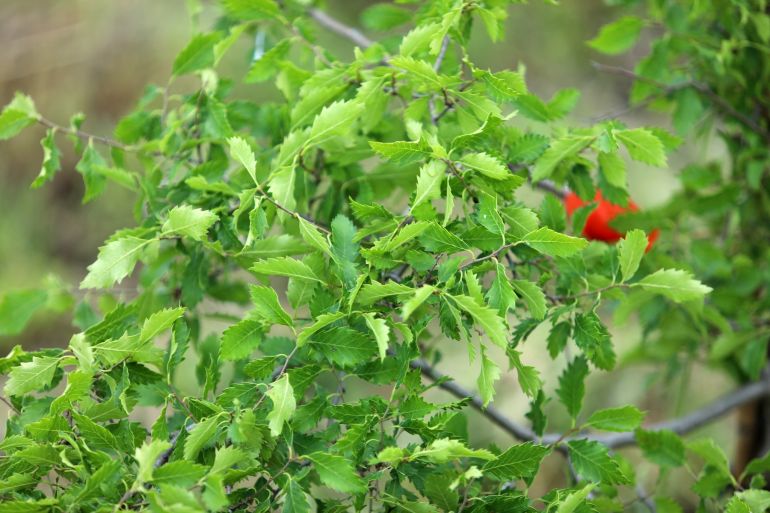 zelkova-carpinifolia-verschaffeltii