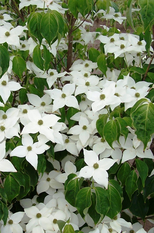 cornus-kousa-milky-way