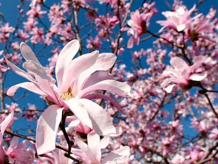magnolia-stellata-rosea