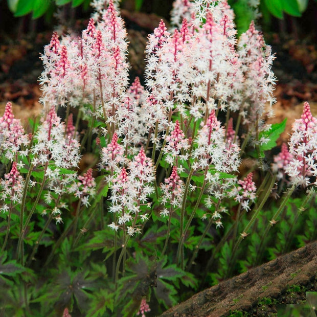 tiarella-angel-wings
