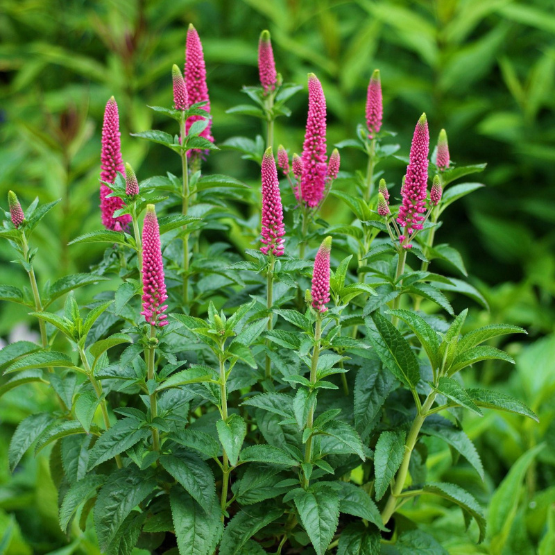 veronica-longifolia-first-love