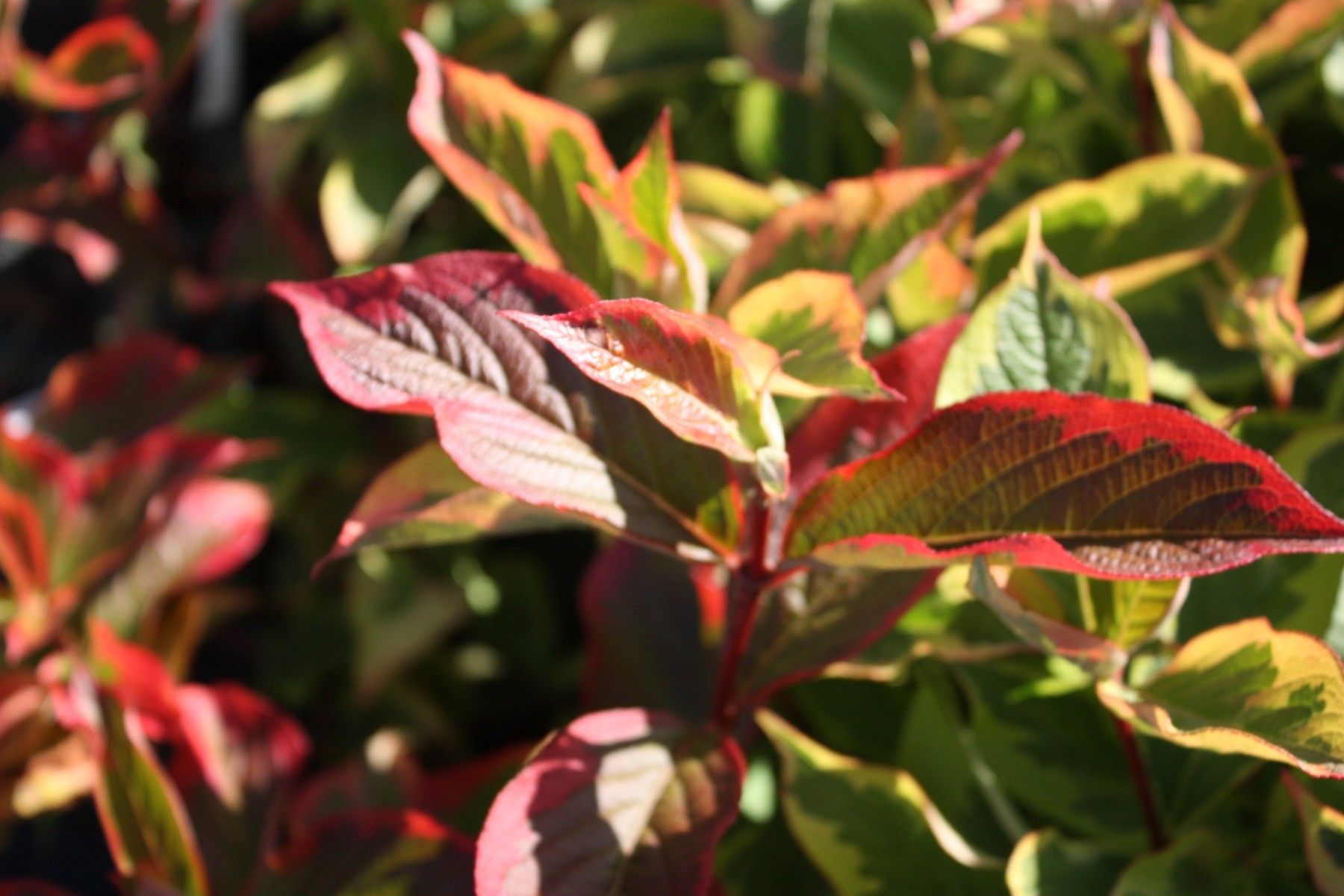 weigela-kosteriana-variegata