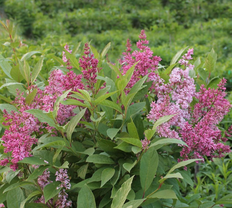 syringa-prestoniae-isabella
