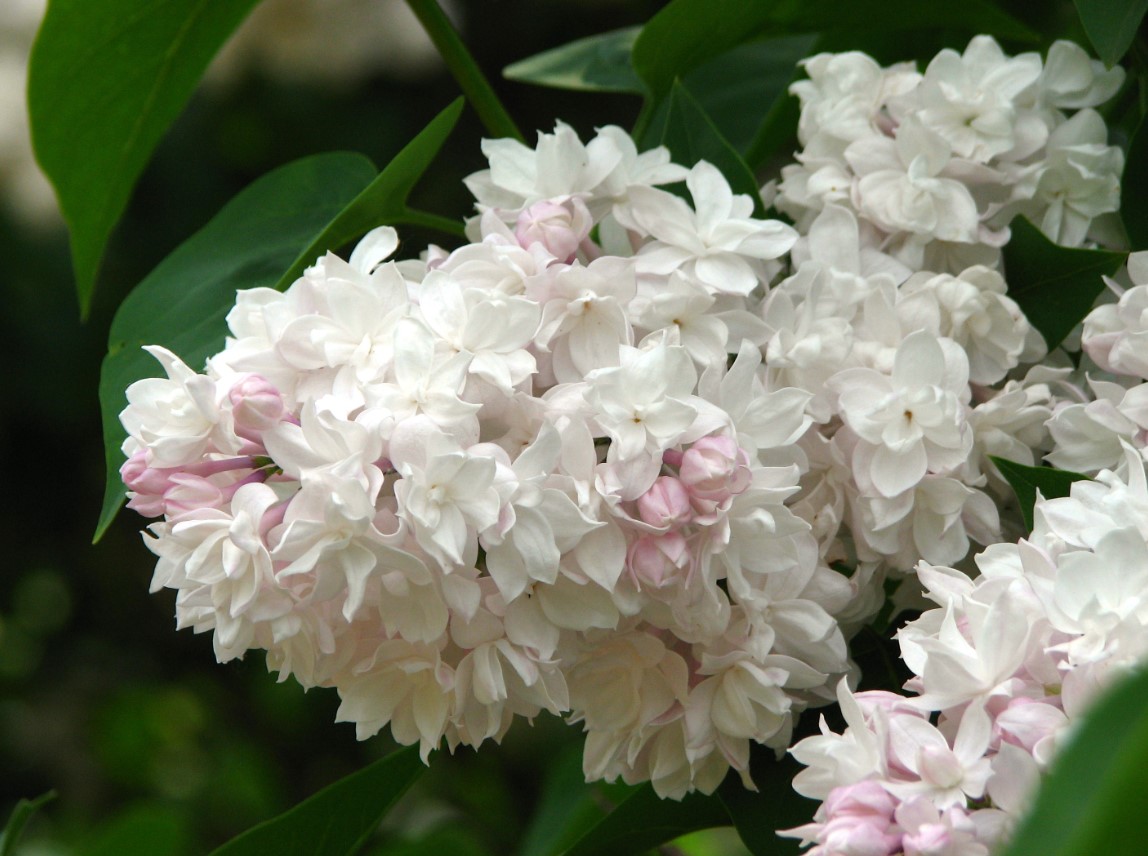syringa-vulgaris-krasawica-moskwy