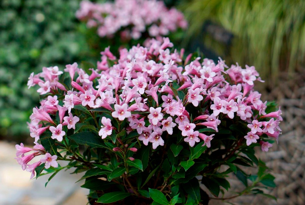 weigela-florida-pink-poppet