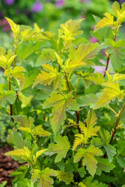 physocarpus-opulifolius-little-leena