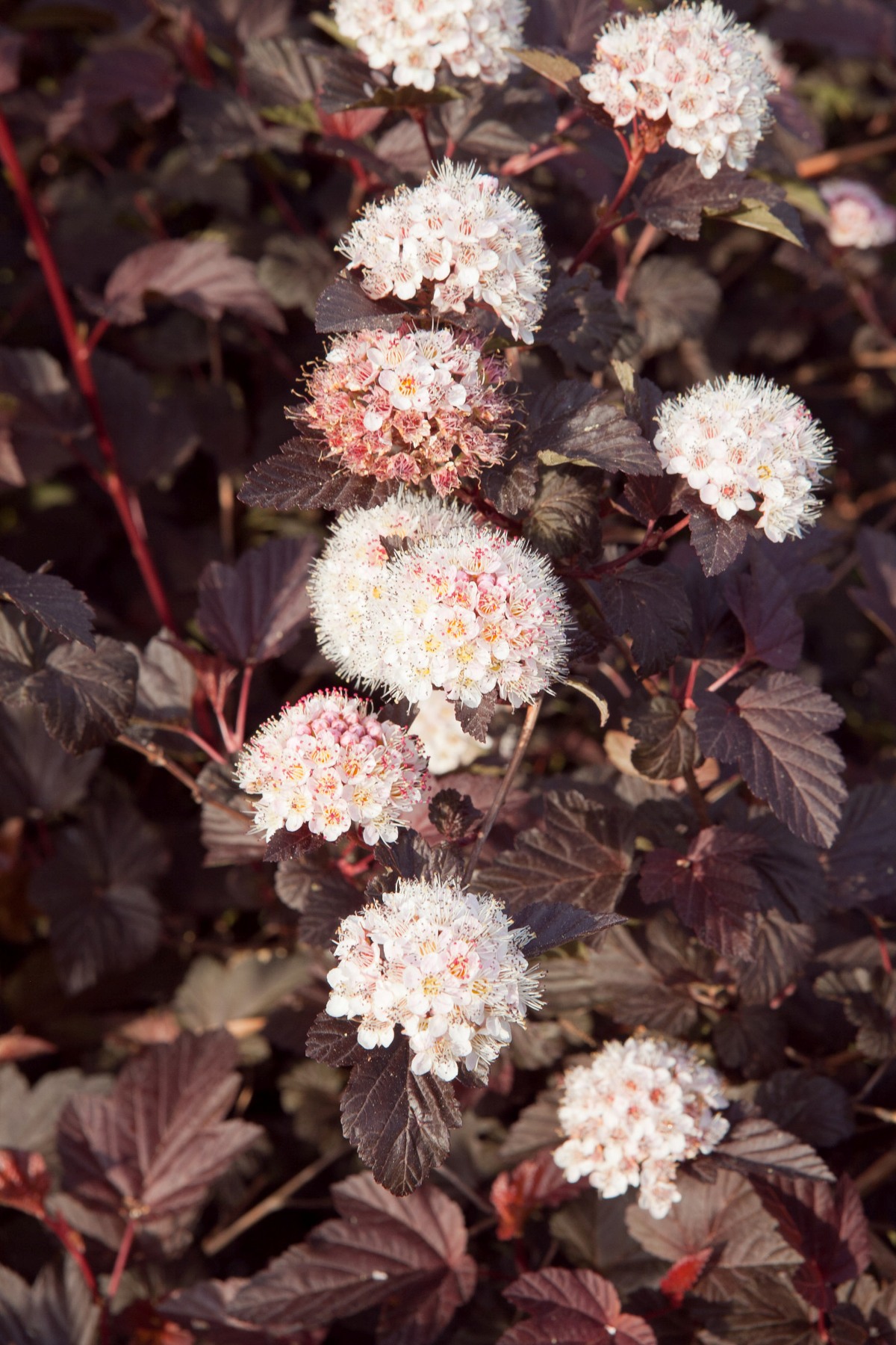 physocarpus-opulifolius-shady-lady