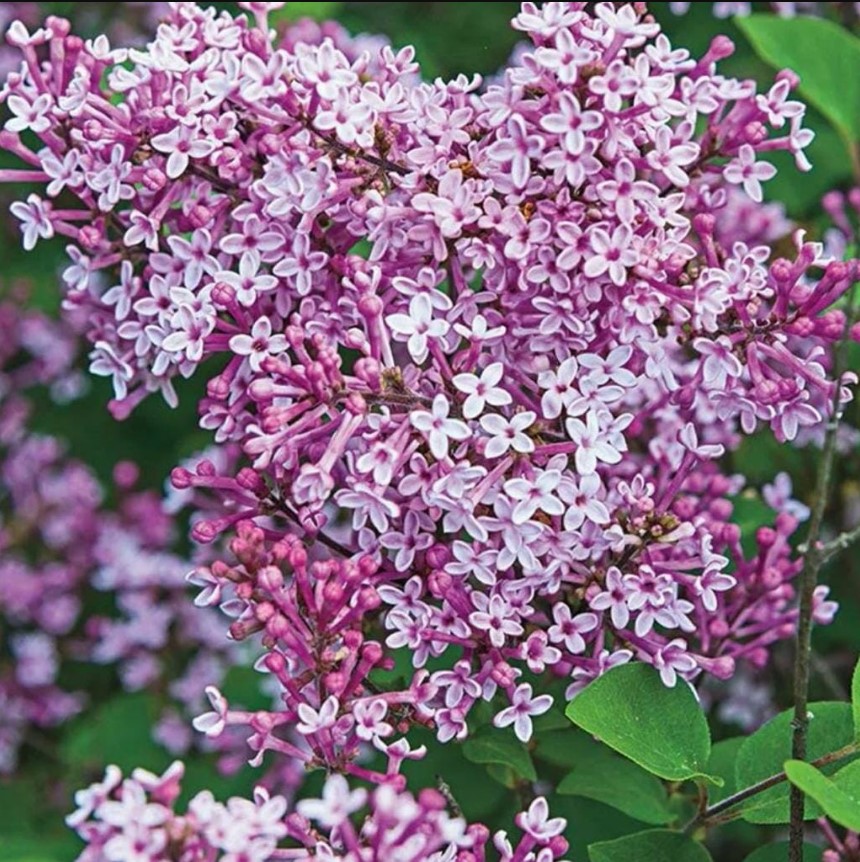 syringa-vulgaris-josee