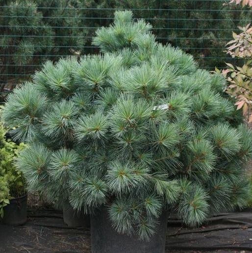 pinus-strobus-secrest